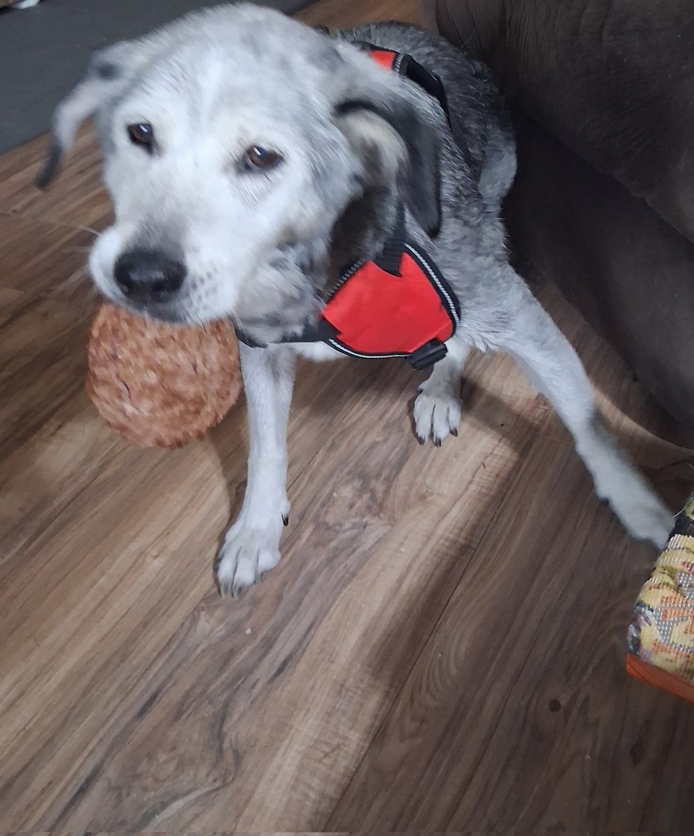 jztkddng's tweet image. Look at @BurgervilleUSA&apos;s note on Lily&apos;s pup patty....😁😁 #PuppyPower