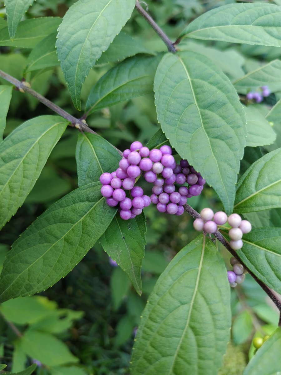 7.10.17㈮
おはようございます😊🪻
昨日とは打って変わって晴れそう！
太陽が出て２５℃までいくみたいですね。
お天気も心も晴れ晴れする華金になりますように🙏🏻

#TLを花でいっぱいにしよう
#紫式部
