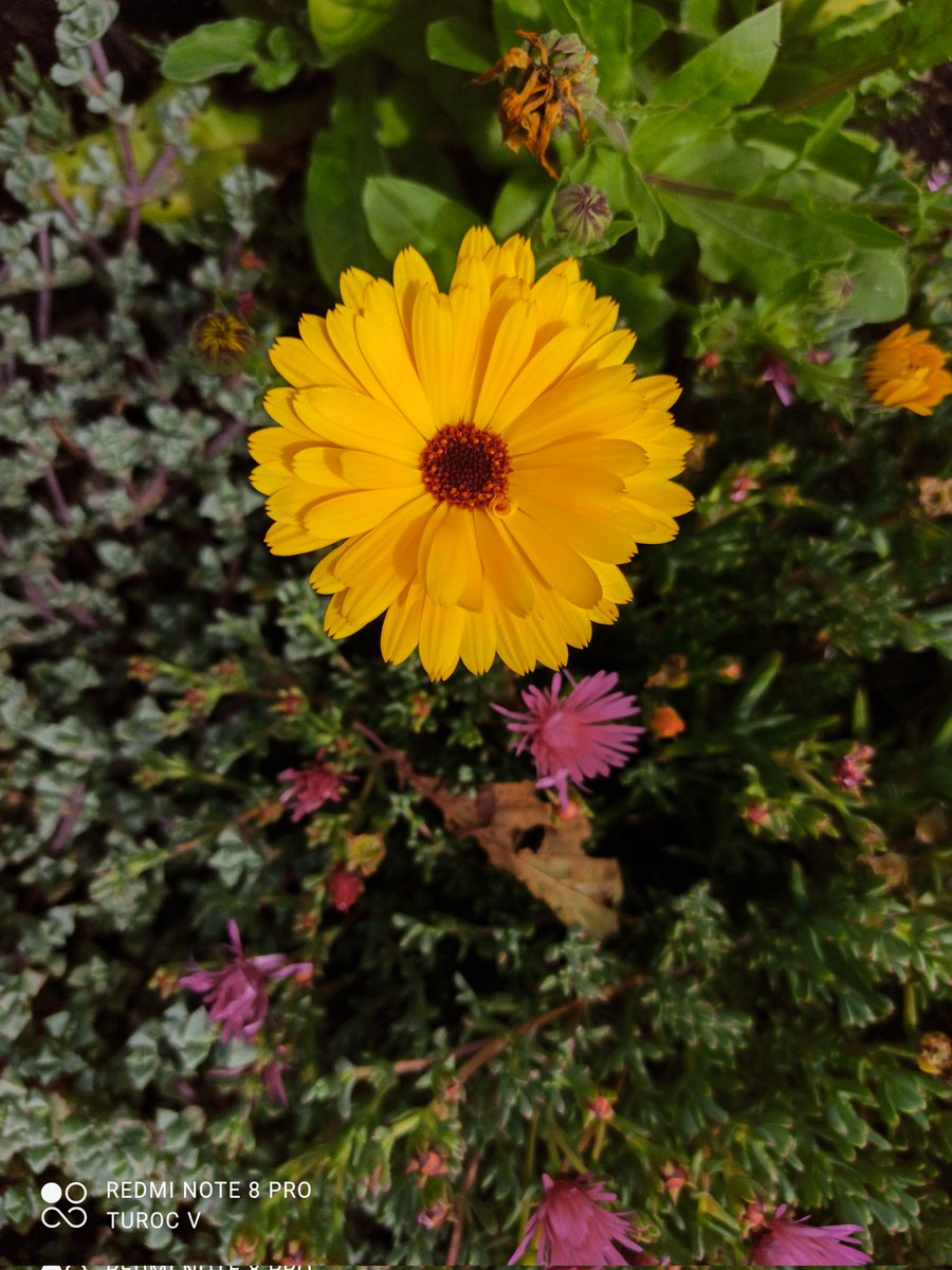Aranea_Artes's tweet photo. Practicando Smartphotography 
*
*
#fotografia #photography #smartphotography https://t.co/Nmi2WufD7J