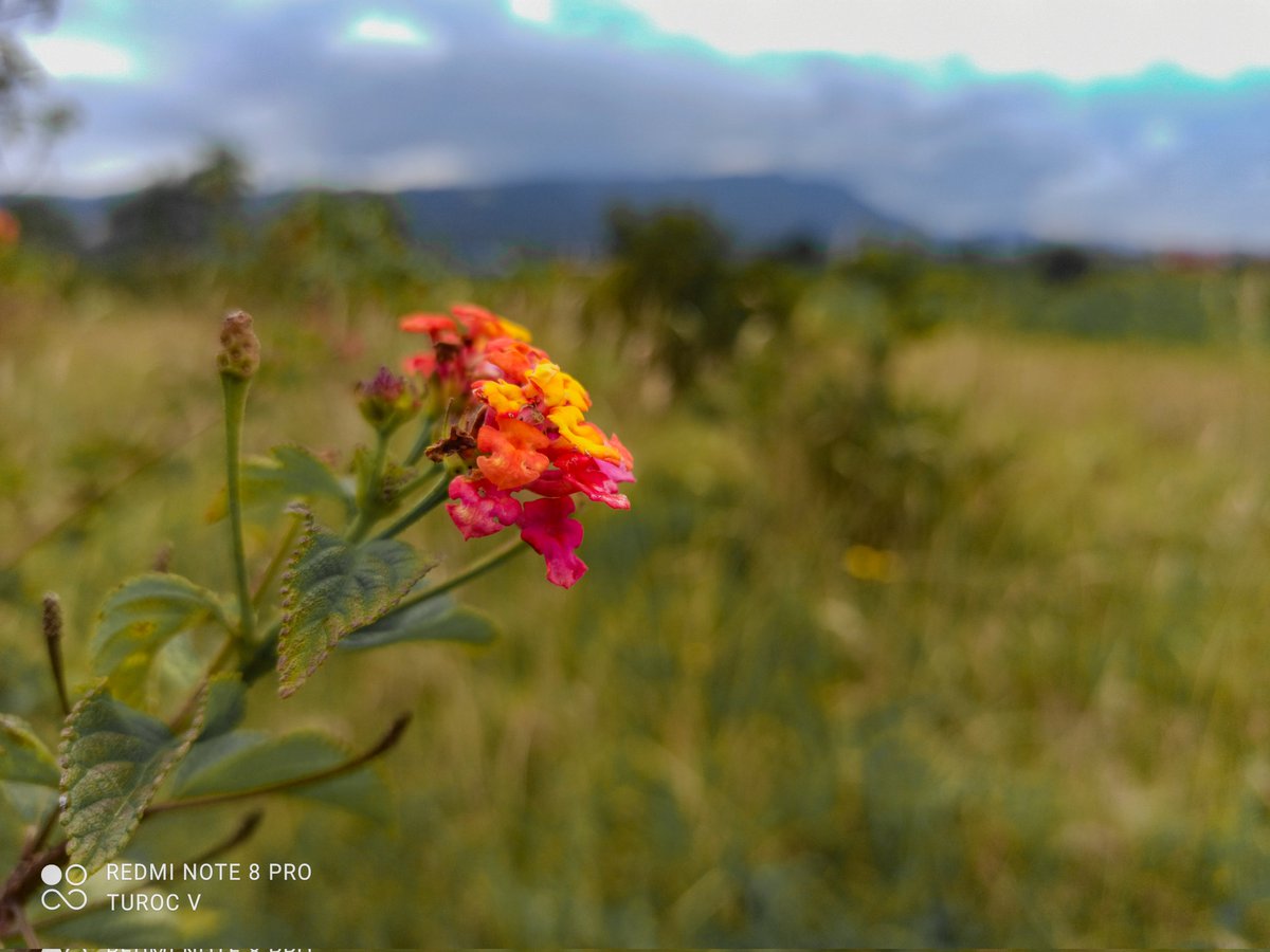 Aranea_Artes's tweet photo. Practicando Smartphotography 
*
*
#fotografia #photography #smartphotography https://t.co/Nmi2WufD7J
