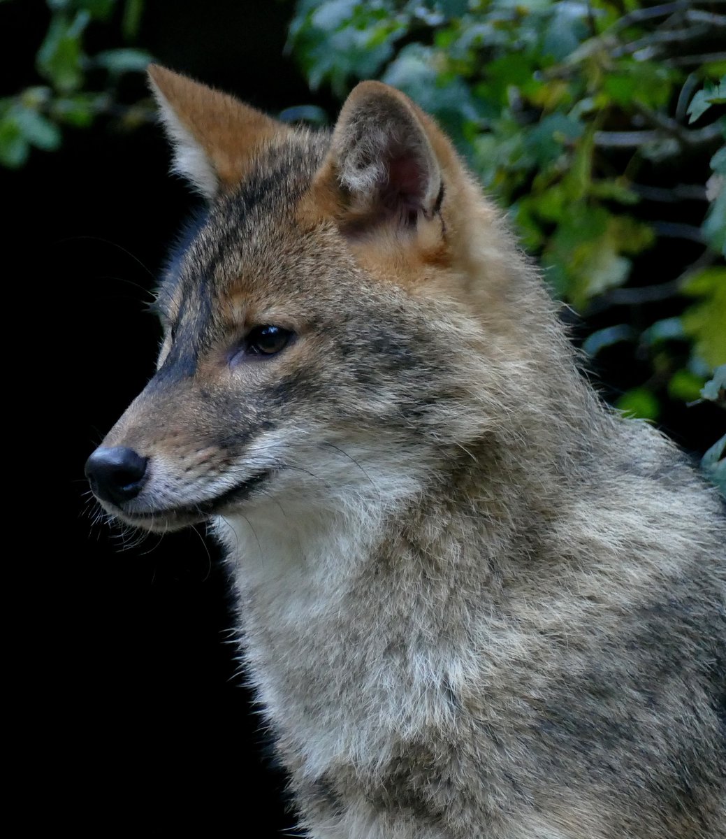CK9Bot's tweet image. 🐶 Our captivating canine of the hour: Golden Jackal
🔗 Learn more: en.wikipedia.org/wiki/Golden_Ja…