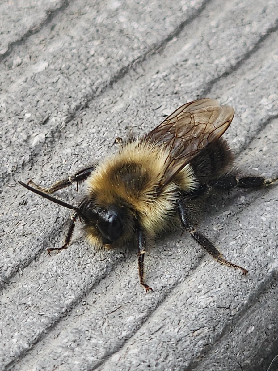 iridescent_bug's tweet image. 🐝