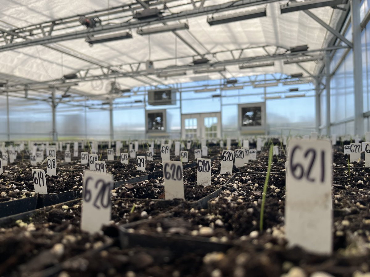 bearded_wheat's tweet photo. First planting of crossing block 2026 growing good in the new greenhouse. Now we’re headed to the field to start planting. https://t.co/K46VqbZbQo