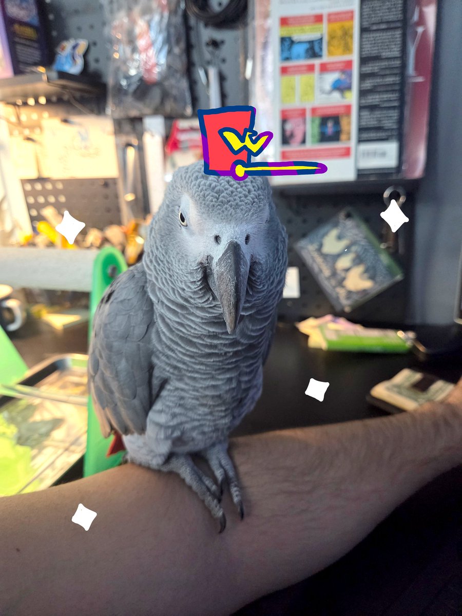 Many may not know this, but Tiara has been a member of the Wing Union in the flesh for at least 5 years now. Always happy to recognize her incredible contributions to the team. 🦜💖

And of course, I hope you're having a wonderful day!