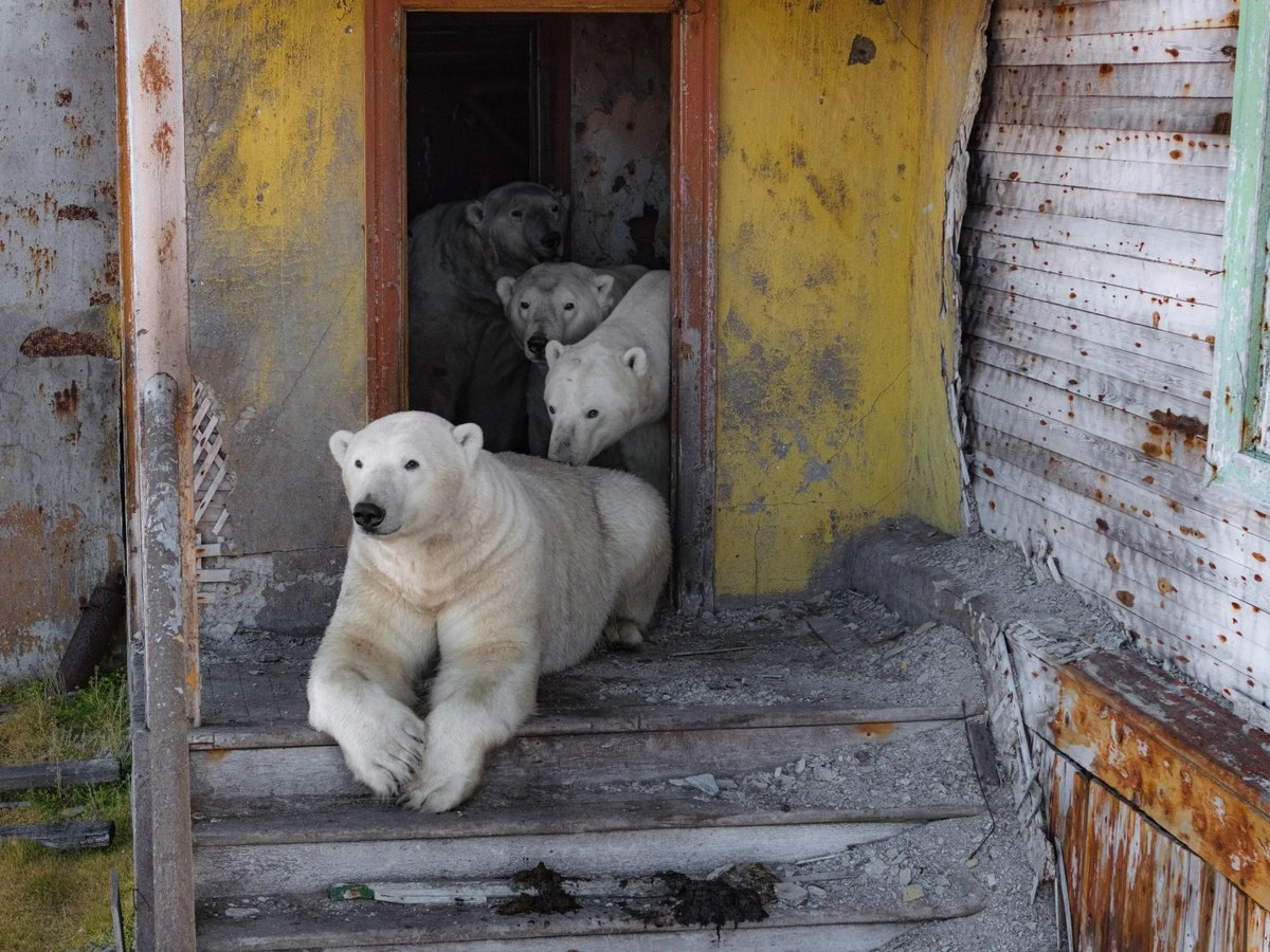 AMAZlNGNATURE's tweet photo. Polar bears captured on camera inhabiting old Russian research station https://t.co/y03EER3bew