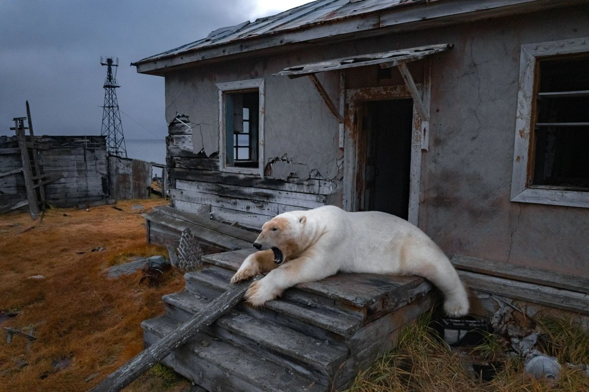 Polar bears captured on camera inhabiting old Russian research station