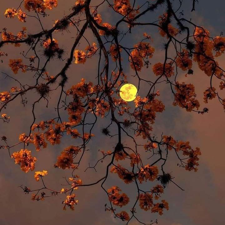 Özleyen, arayan, soran olmasın
Acılar bitmesin, çilen dolmasın
Gönül yaraların deva bulmasın