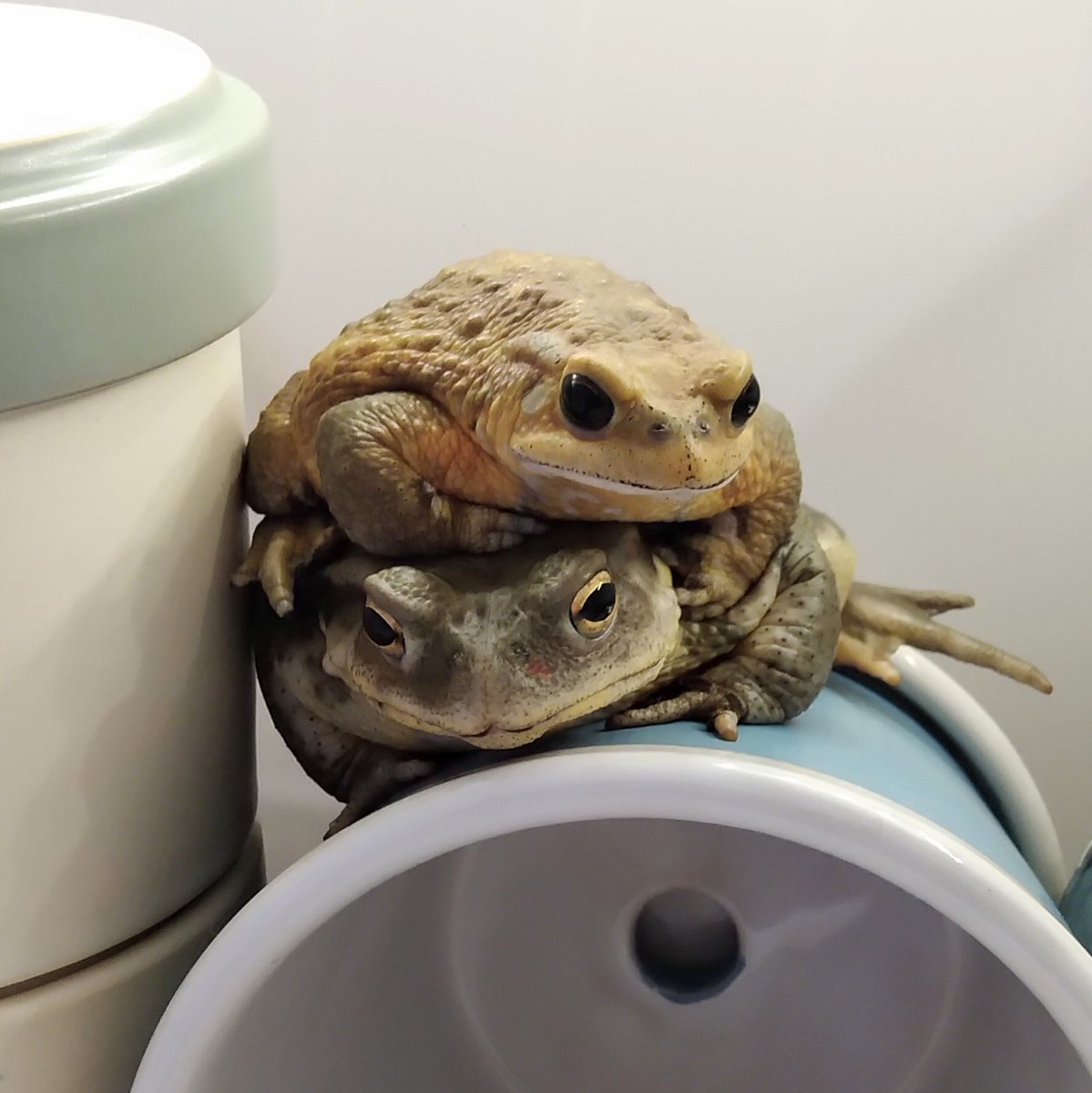おはヒキガエル