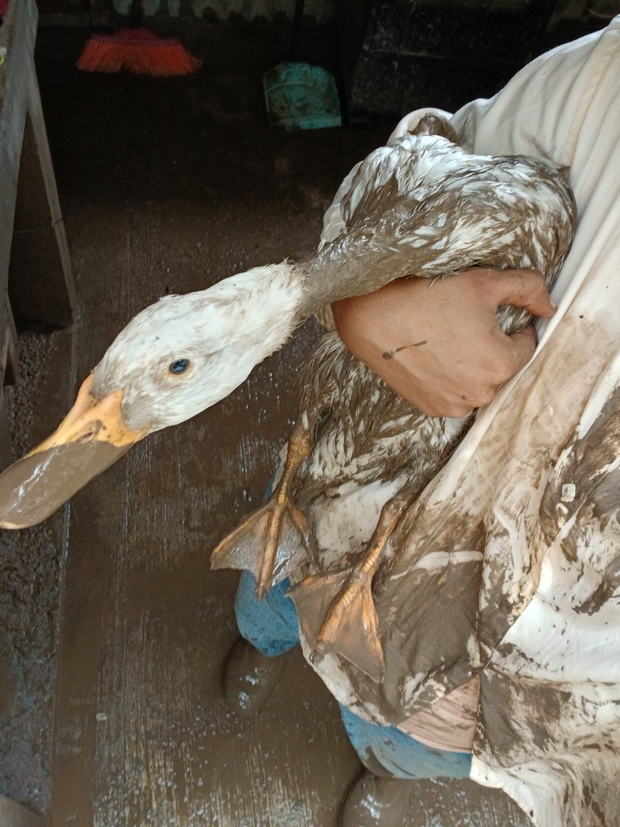 LSRVeracruz's tweet image. #FOTOS | 🪿😁&quot;Lucky&quot;, un ganso que se perdió durante la inundación en Poza Rica, pudo reencontrarse con su familia, así lo compartió su dueña a través de redes sociales. 
#PozaRica #pozaricaveracruz #Veracruz
