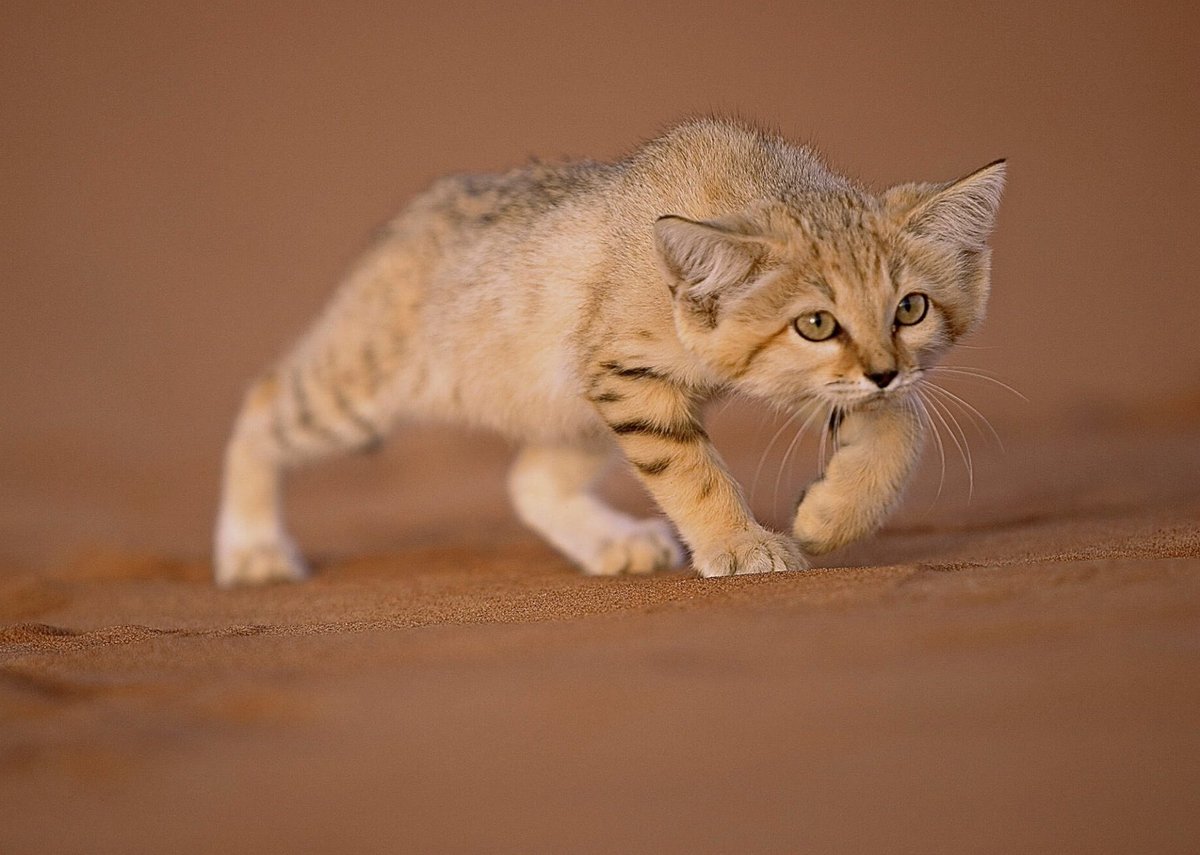 menavisualss's tweet image. A Sand Cat hunting in the Sahara Desert