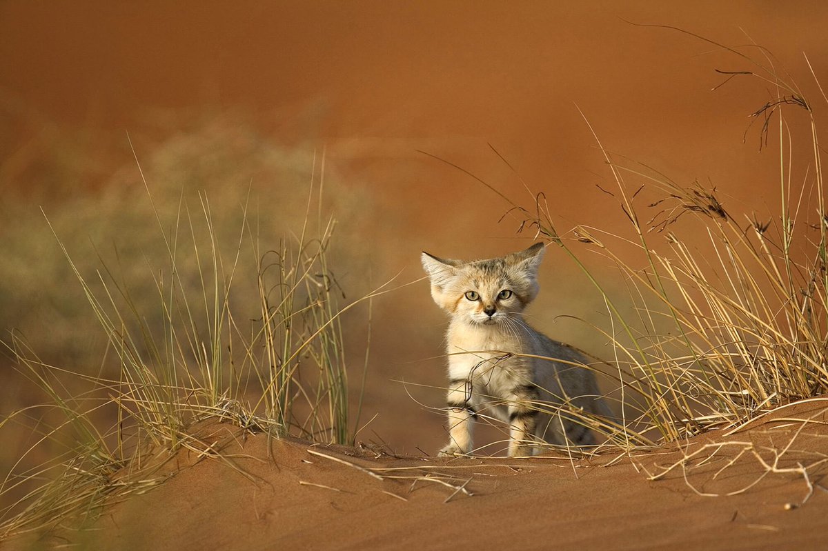 menavisualss's tweet image. A Sand Cat hunting in the Sahara Desert