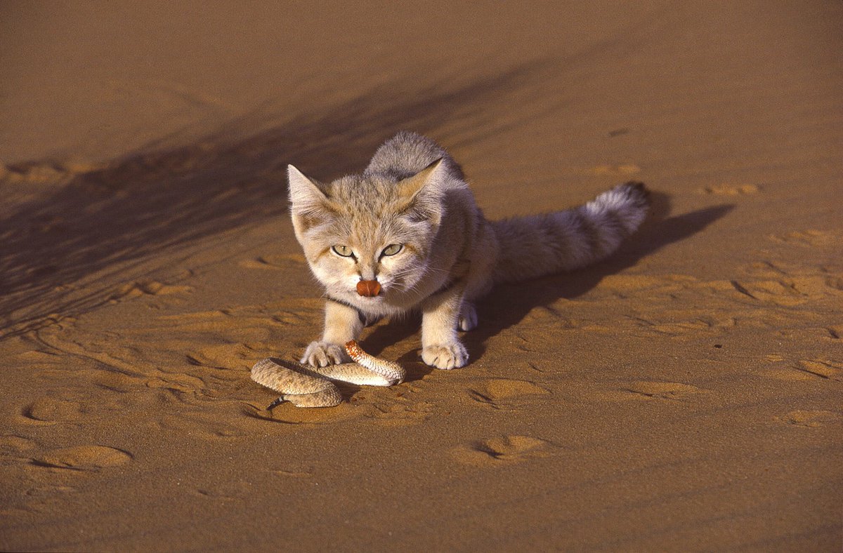 A Sand Cat hunting in the Sahara Desert