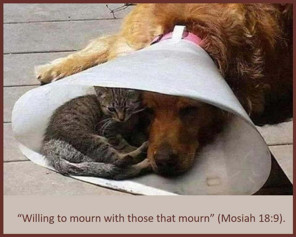 F. Allan Roth (@fallanroth1) on Twitter photo Sometimes, you just need somebody to sit with you when you're sad. Sometimes, you just need somebody to sit with you when you're sad.