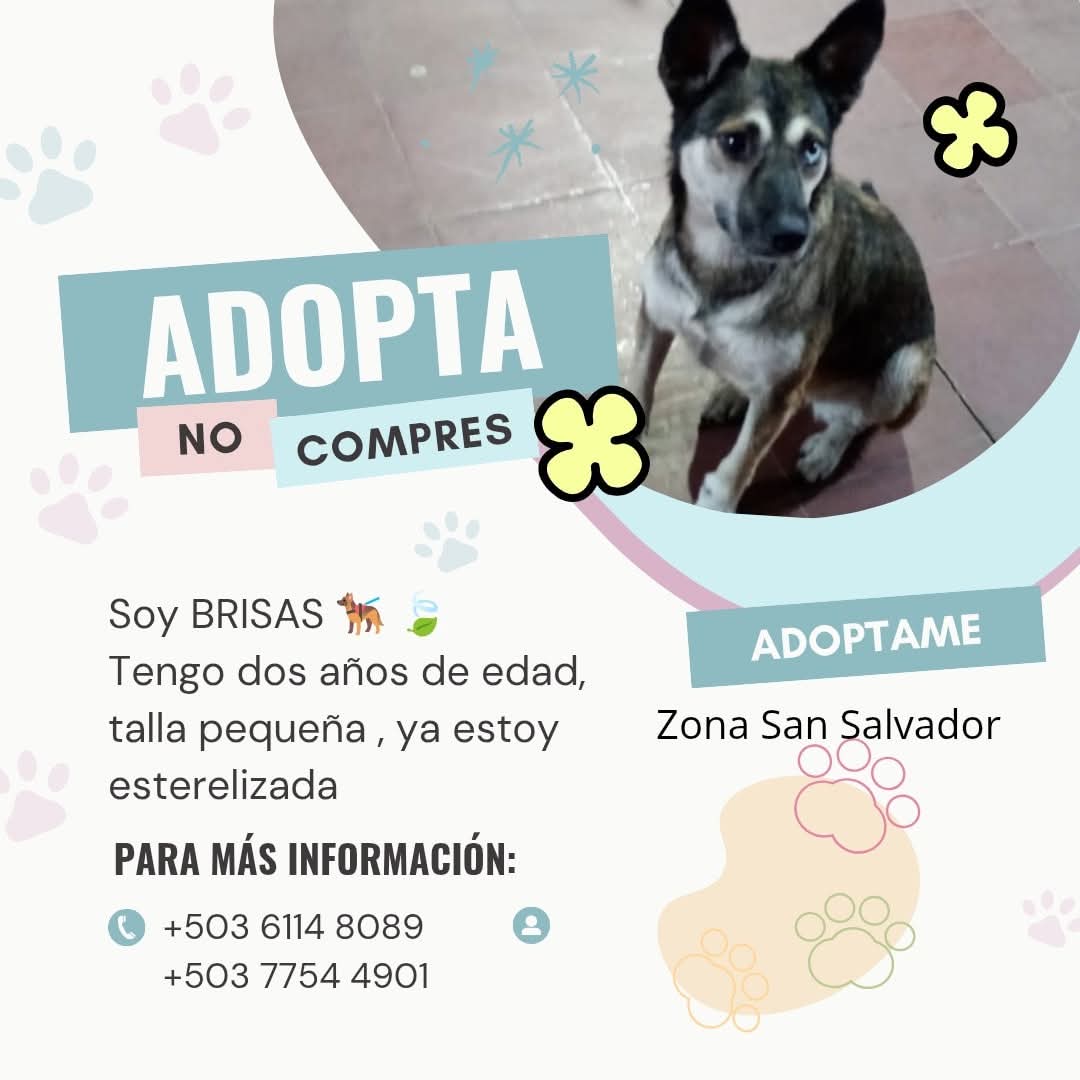#adopta
NADIE NOS PREGUNTA POR ELLA 😭😭
Buscamos una FAMILIA RESPONSABLE que le de hogar a BRISAS
Ella fue abandonada ya dos veces y tenemos fe que una familia que la ame y cuide aparecera 🙏🏻
🐾Tiene dos años de edad
🐾Es talla pequeña
🐾 Ya está esterelizada
🐾 Muy sociable