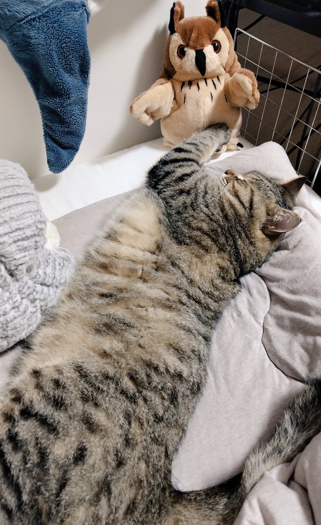 トラ猫ゴロー ゴロー🐾 (@cat_56chan) / Posts / X