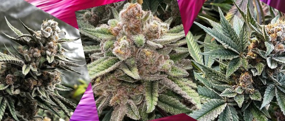 MoscaSeeds's tweet image. What Is Flushing in Cannabis Cultivation?🍃🍃
moscaseeds.com/growing-cannab…

#moscaseeds #growyourown #howtogrow #growingcannabis #cananbiscommunity #cannabisindustry #cannabisnews #weed #cannabisgrower #420
