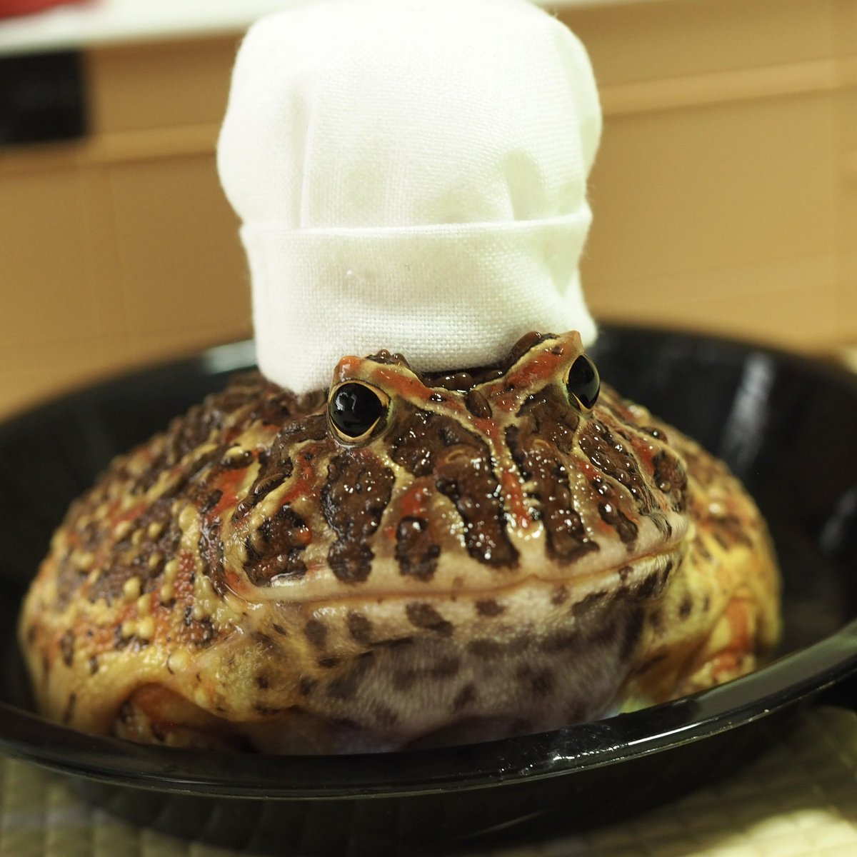 ｷｬﾜﾜ🧑‍🍳❤️
#むそうのぼうし屋さん  
#ベルツノはええぞ #ベルツノガエル