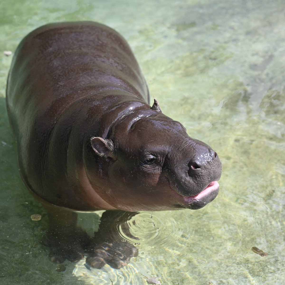 cattapotamus's tweet photo. @PoppyThePygmy Feed me ~$Poppy

🦛🦛🦛🦛🦛🦛🦛🦛🦛🦛🦛🦛🦛🦛 https://t.co/erUJ3QDrrL