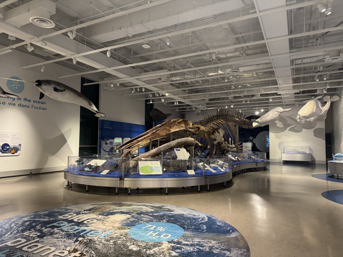 カナダ 魚の化石のインテリア ヤマト@カナダにいます on X