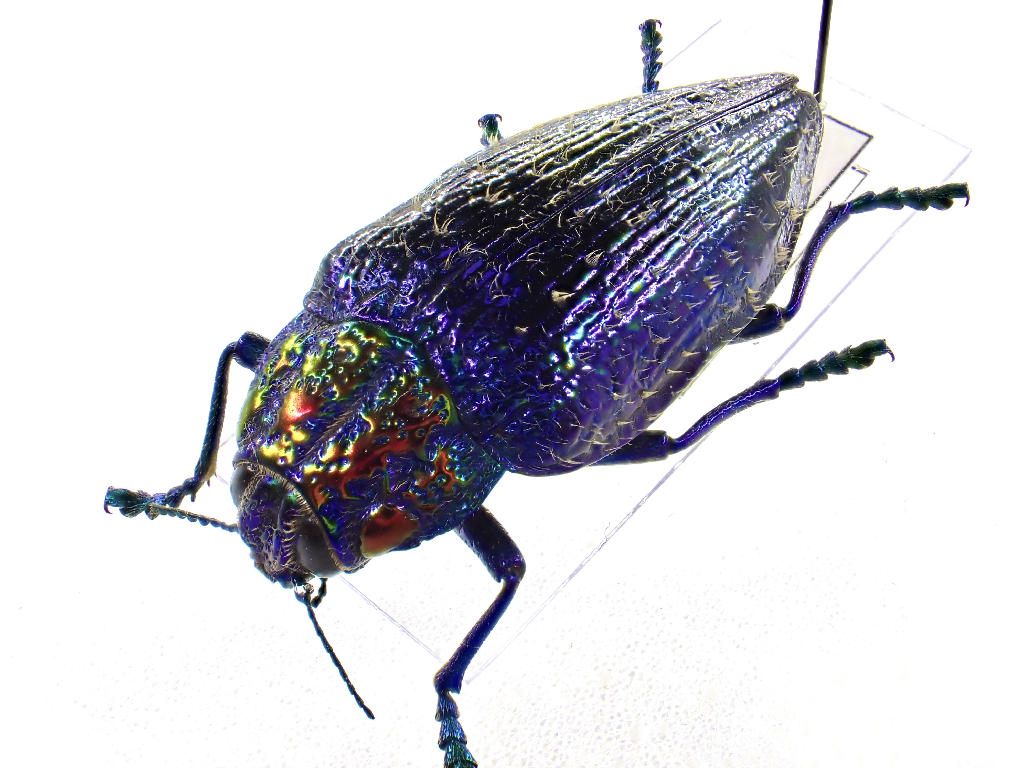 激レア　青いクリスマスビートル　昆虫標本　虫 激レア青いクリスマスビートル昆虫標本虫