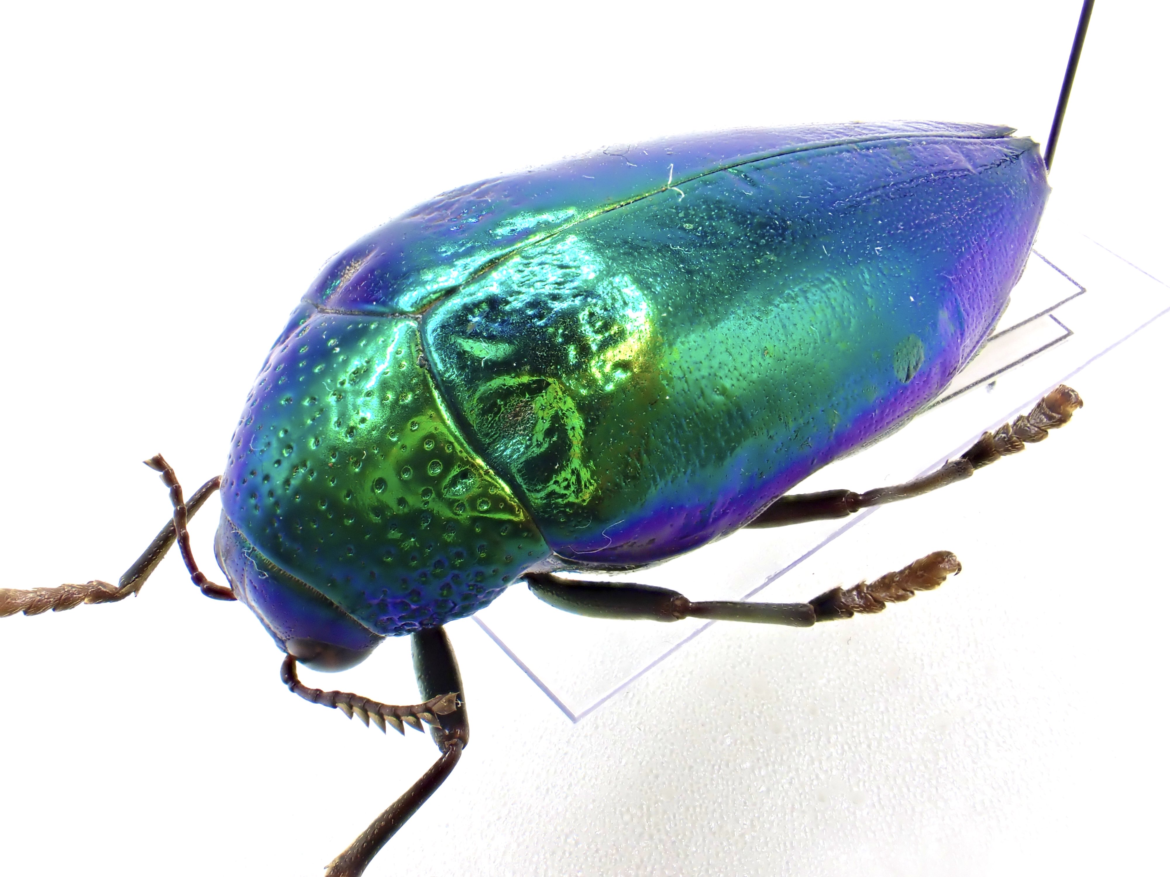 虫めづる母🔰(旧love beetles) (@love_beetles) / X