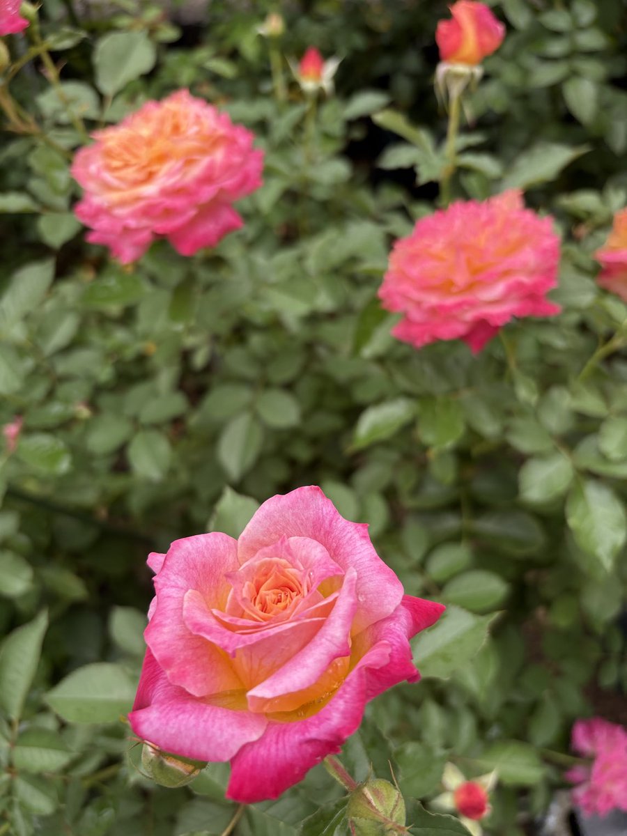 おはようございますm(*_ _)m
今日もよろしくお願いします🙇‍♀️
今日は、晴れて暑くなりそうです
寒暖差激しいですね
体調に気を付けてね
何時もありがとうございます(* ᴗ͈ˬᴗ͈)”