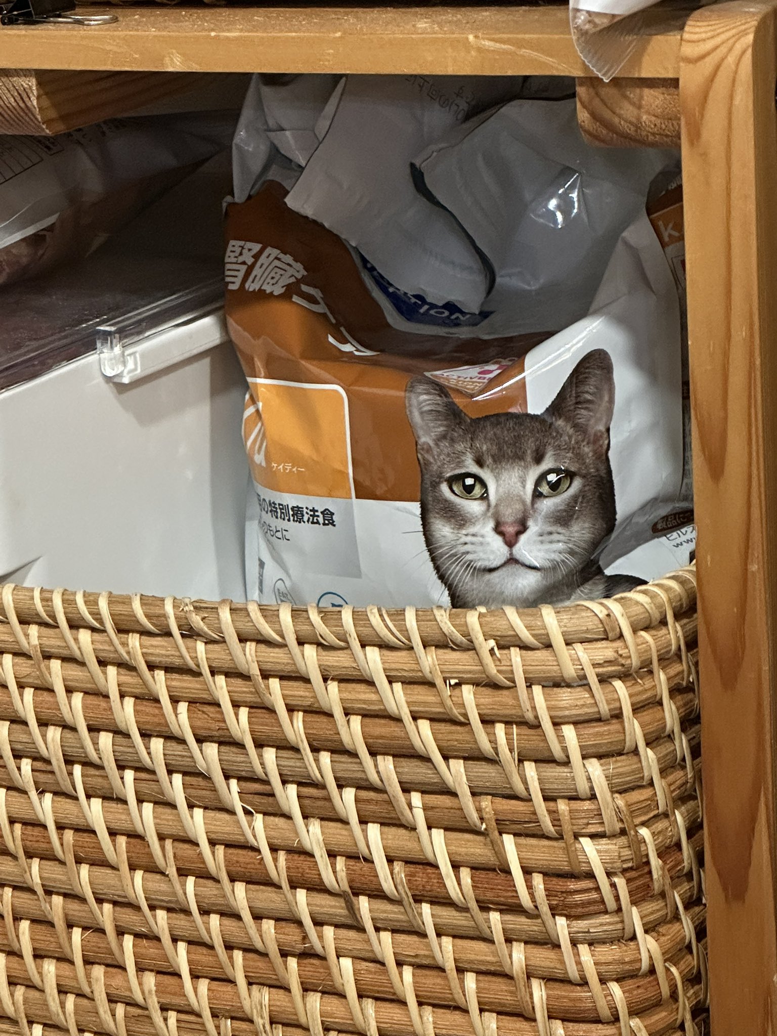 やまねこ♡　他の方はコメントお控えください=(^.^)= SHINGO on X: 