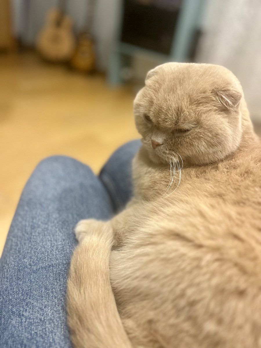 Прости мой кисулик, и прощай. Люблю тебя. Всегда буду любить, котичка, кисинька, кисик, Йодичка. Мой малыш.