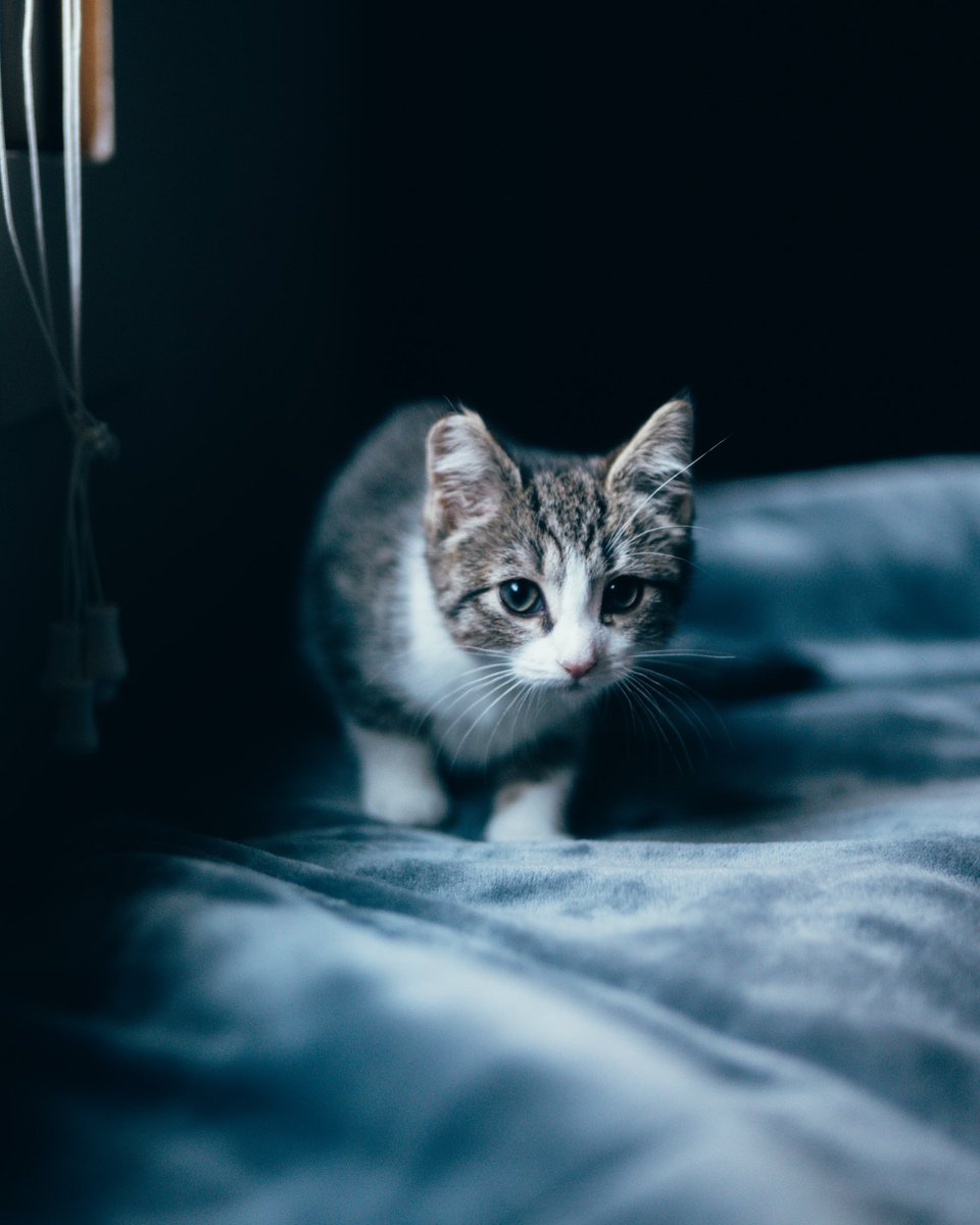 photo I took of <a href="/sickosmut/">🍯Hxnny🍯 miami 12/2 - 12/9</a>’s kitten