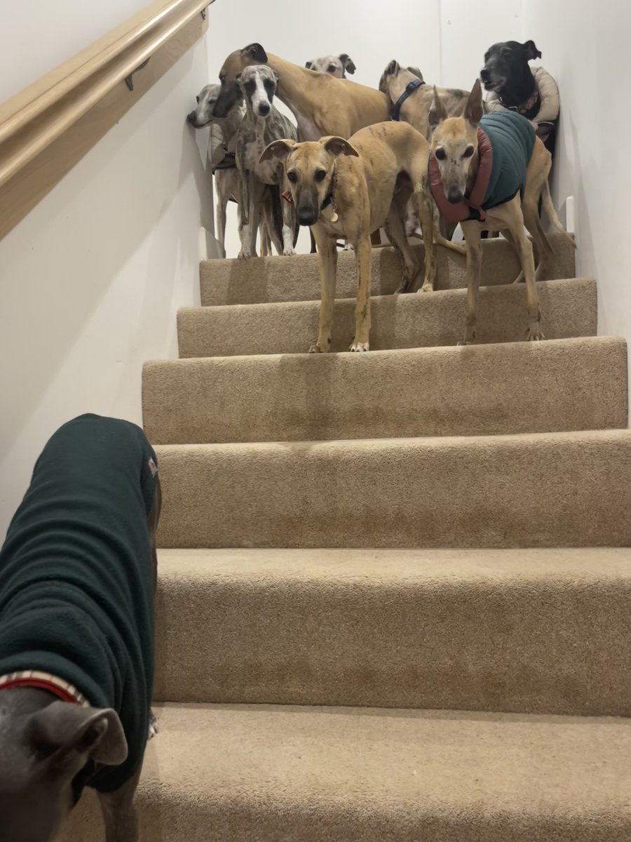 Caught 9 on the stairs .. this is a rare occasion 👏👏👏❤️❤️❤️