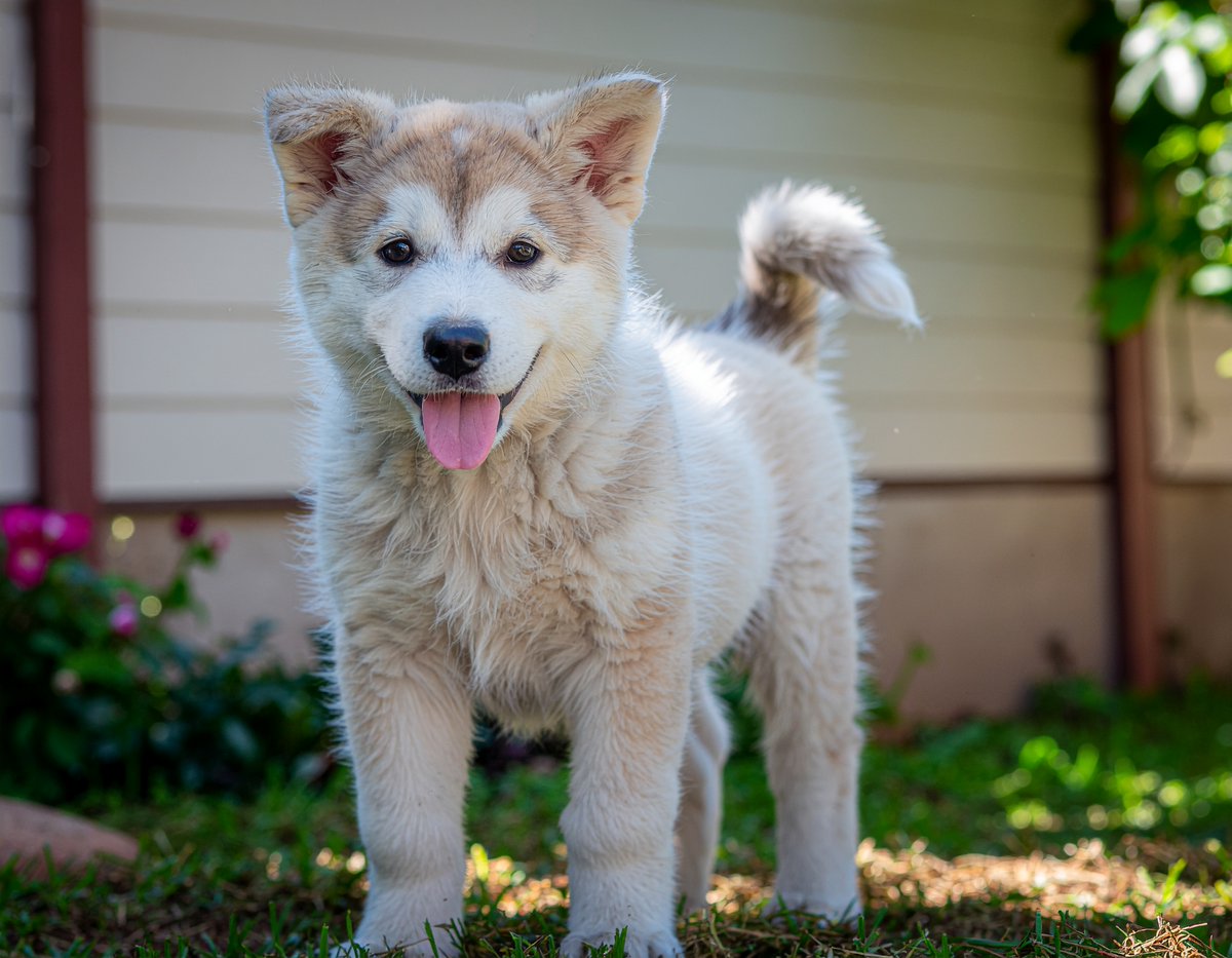 Dog Health tweet media