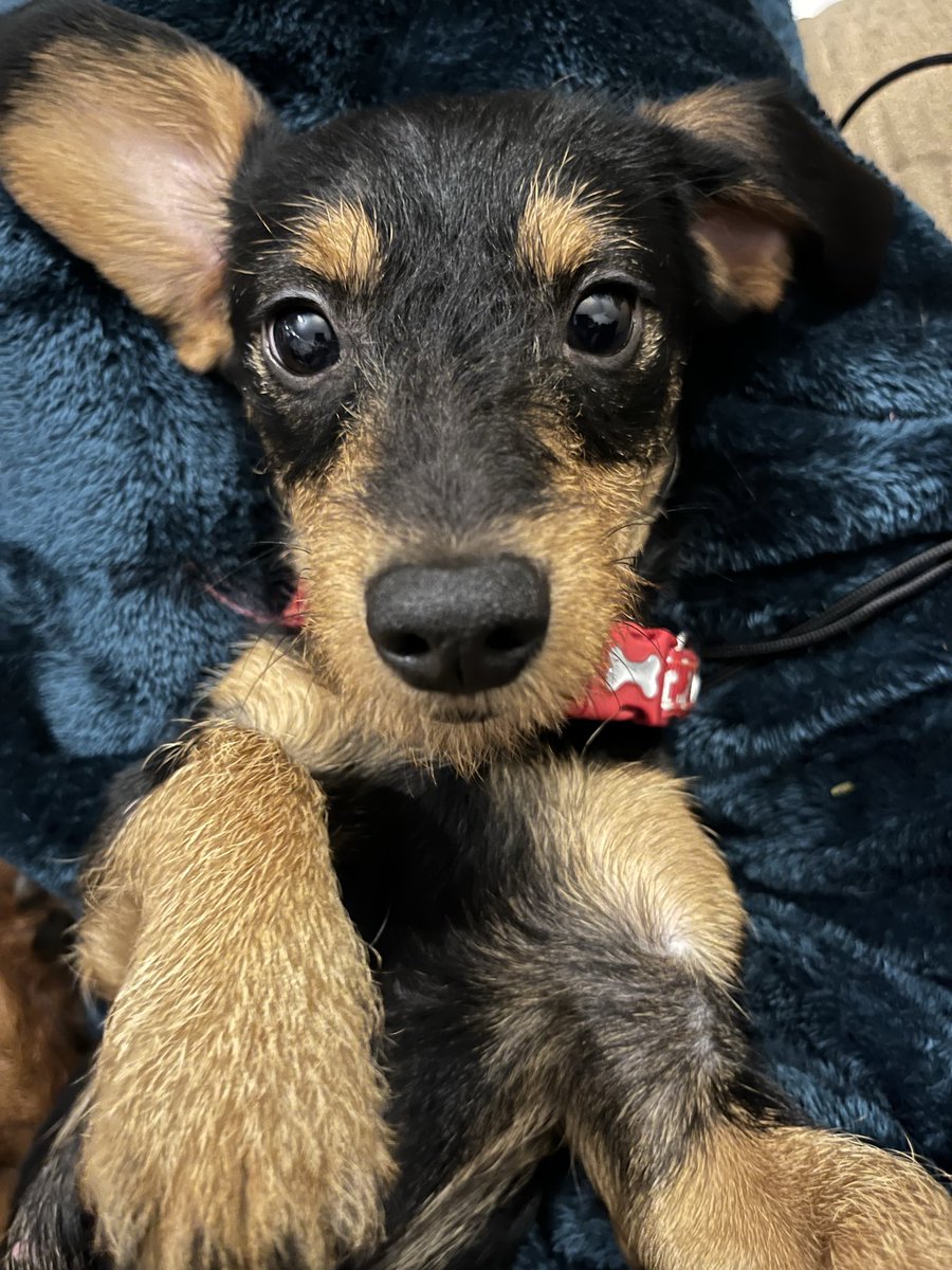 6 beautiful puppies our Misha Mable had today. 4 girls and 2 boys…she was amazing❤️

<a href="/lauren_simcock/">Lauren is going to CCL & CR11</a>