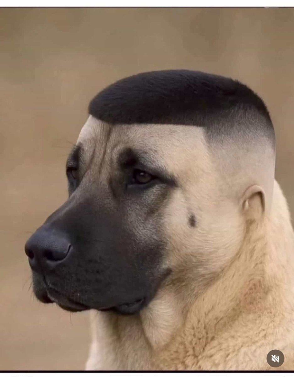 certeza que ele mostrou essa foto aqui pro barbeiro dele