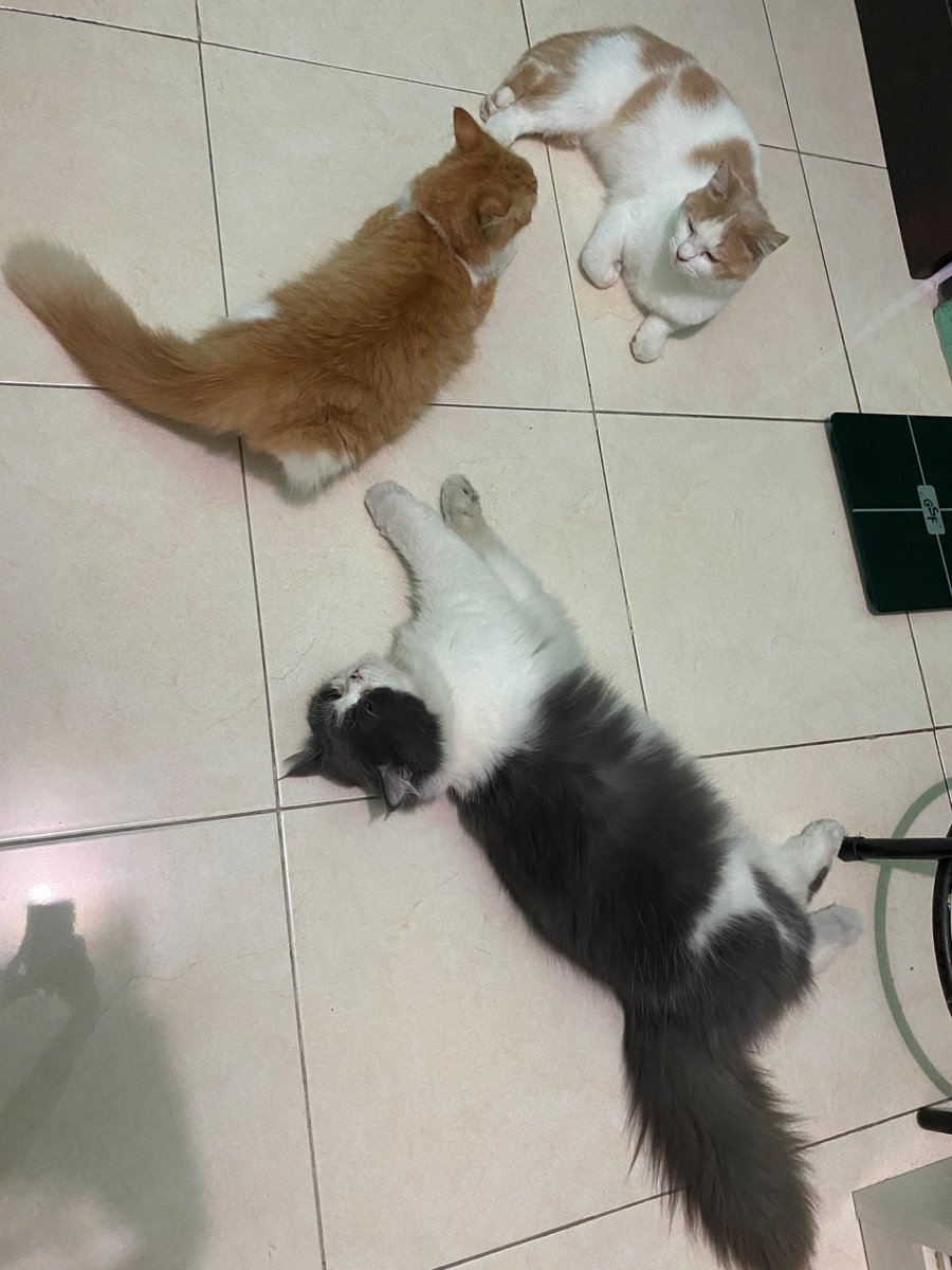 wildaaveiro13's tweet photo. @kochengfs Boba, sweety, masha 🫶🏻 https://t.co/KKUPlqH4OC