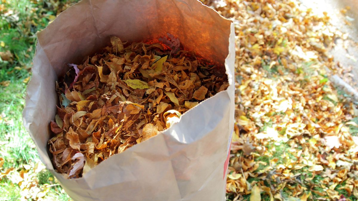 🍂 Extra leaf collection starts this weekend in some zones. Information Bulletin ➡️ bit.ly/3Jb81Sf