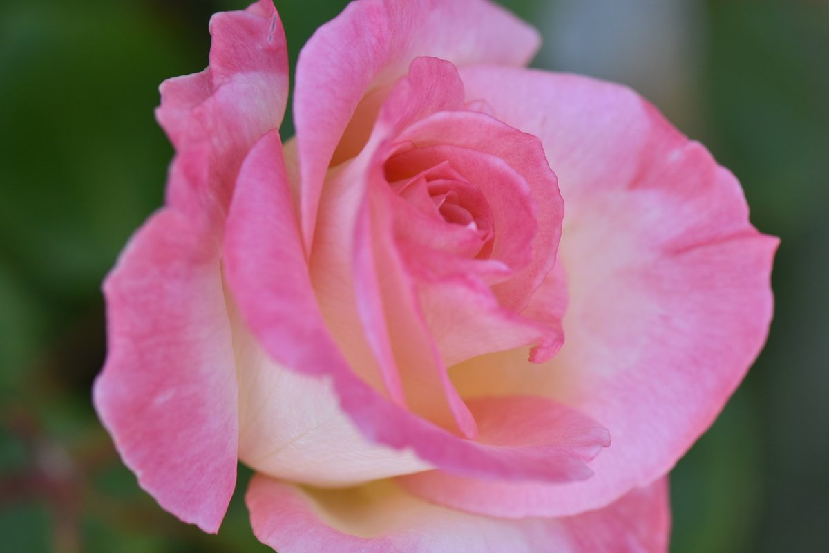 かじやん (@h_kajino) / Posts / X