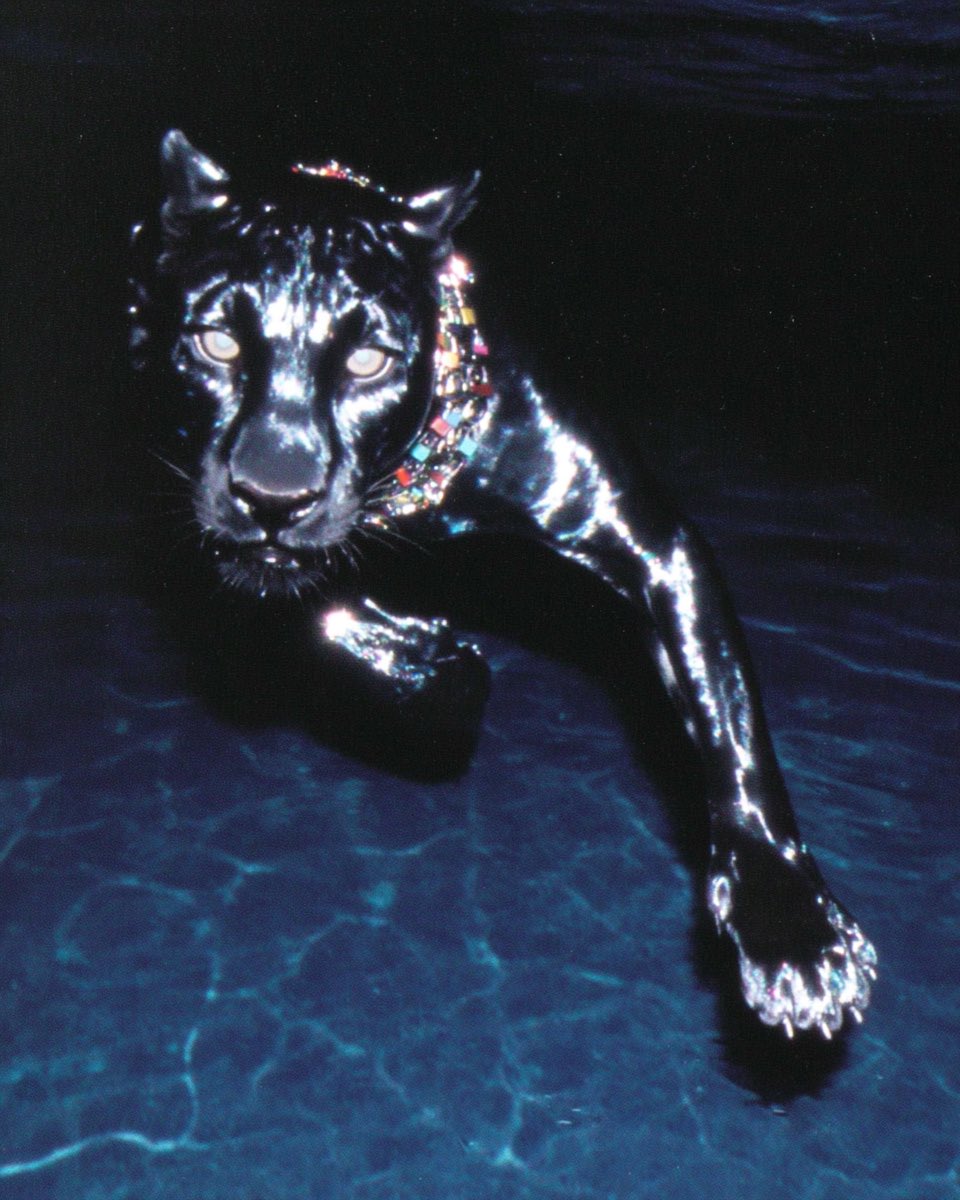 stephanvasement's tweet image. 