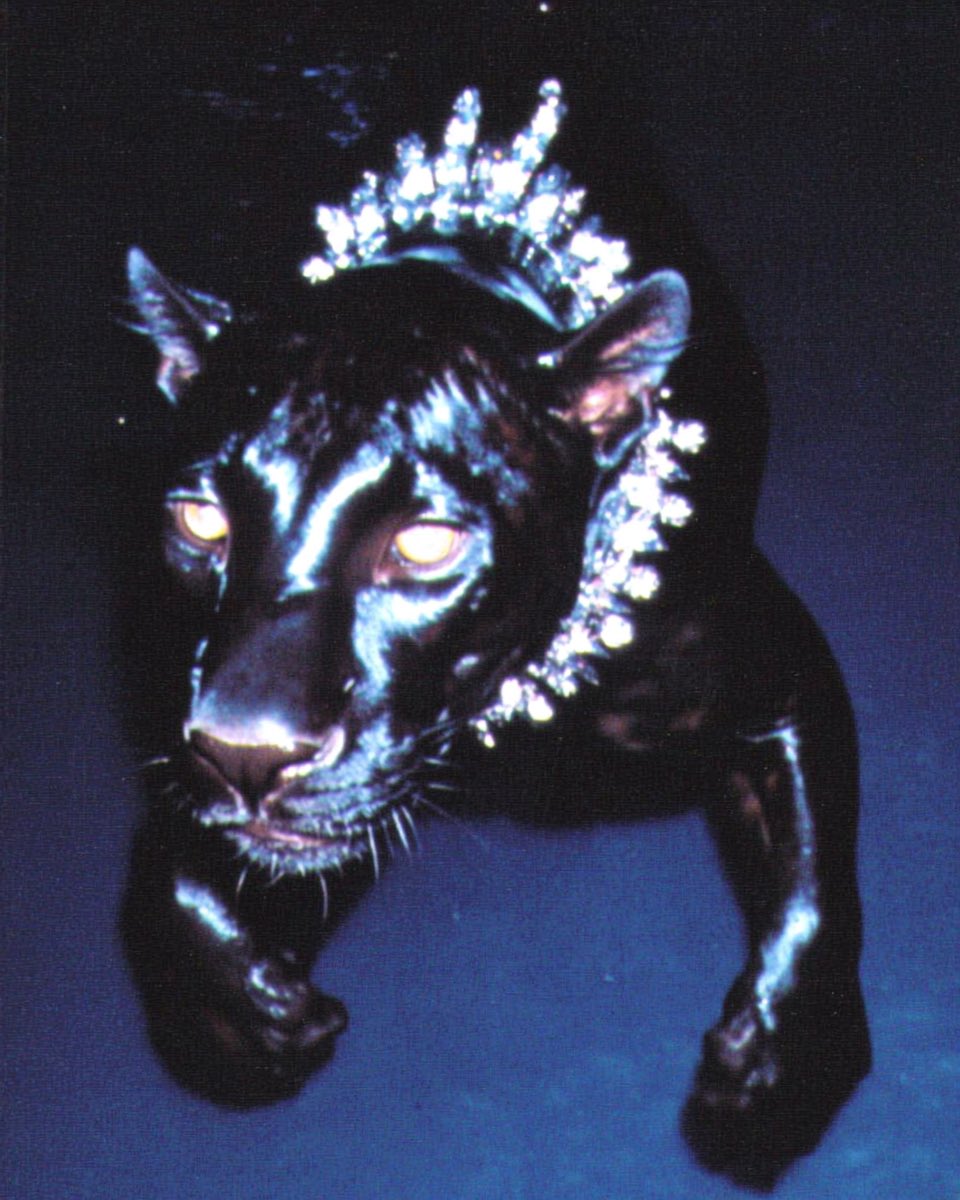 stephanvasement's tweet image. 