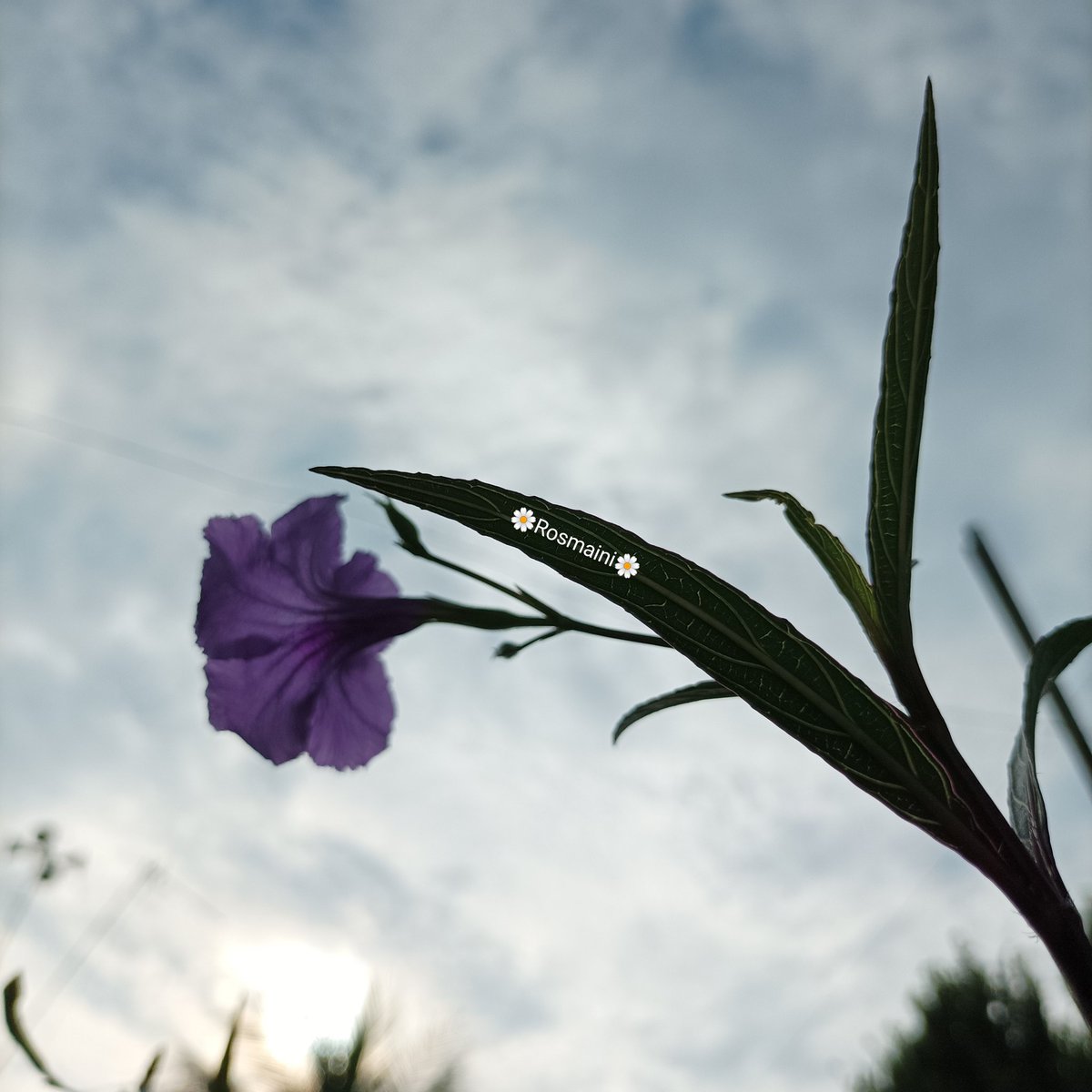 R_o_s_m_a_i_n_i's tweet image. I love everything
What&apos;s inside you
Even if it&apos;s just your shadow
I love it

✍️📸🌼Rosmaini🌼