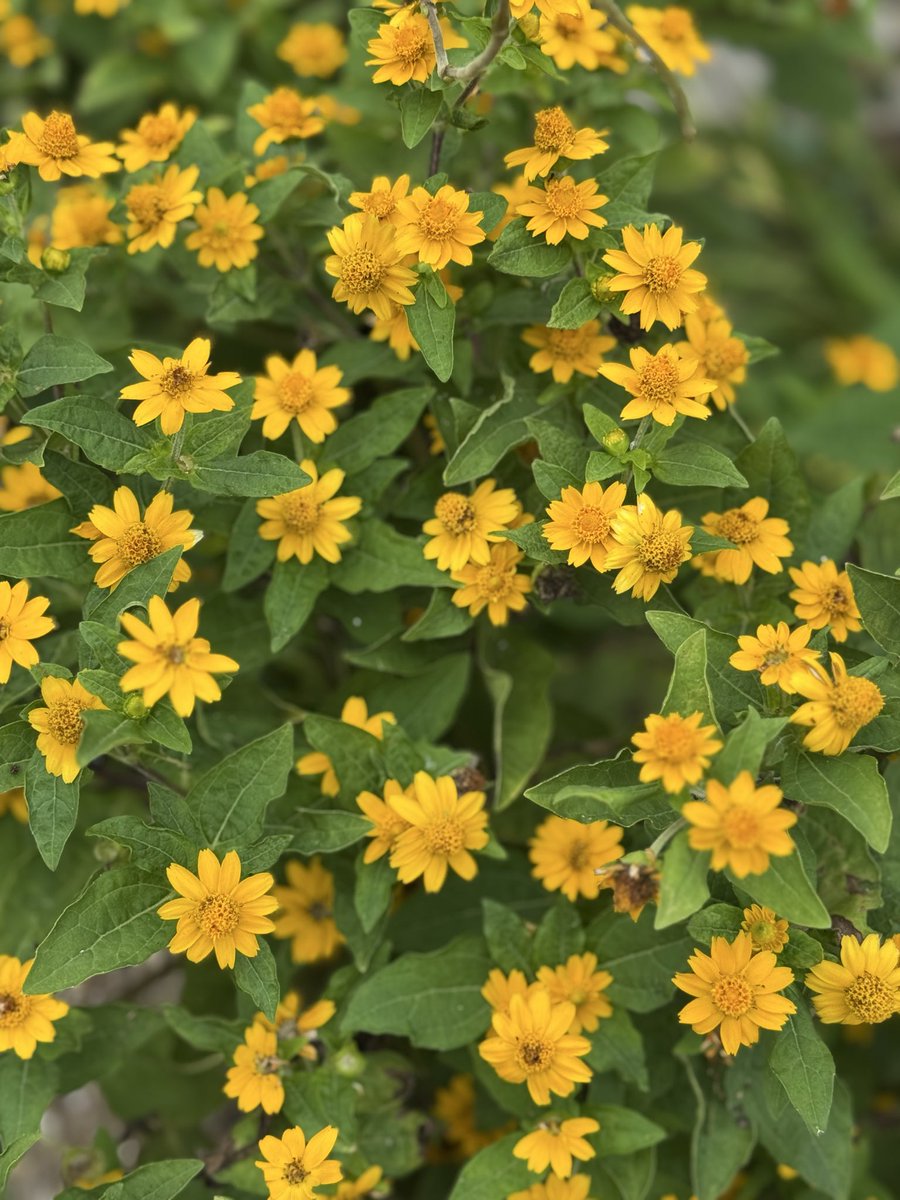 秋は気温も気候も安定しにくい季節。

上がったり、下がったり、ゆらゆらする季節はメンタルも体調も多少上下して当たり前。

そして寒暖差や気圧の差の変化に体は必死でついていくから疲れる。

疲れたら周りからの影響も受けやすくなるから、イライラや不安、ソワソワも伝播する。

無理しないでね。