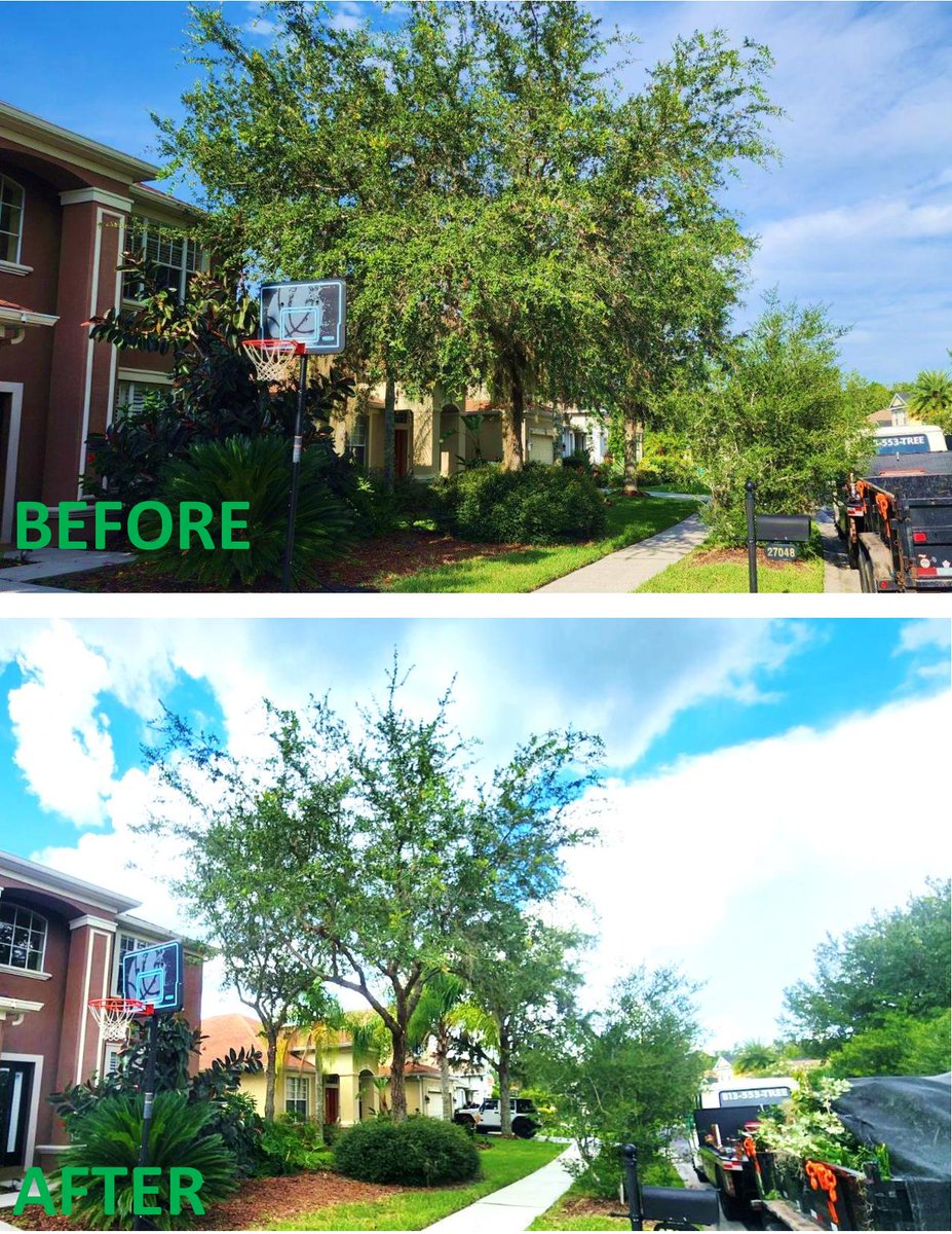 MooreCutsFL's tweet photo. Transform your outdoor space into a vibrant oasis with expert tree care that revitalizes your landscape. Our dedicated team ensures your trees thrive, enhancing the beauty and health of your yard. Visit https://t.co/4rhk7l9joQ to set your free estimate. #trees #tampafl https://t.co/RJxoD33dWW