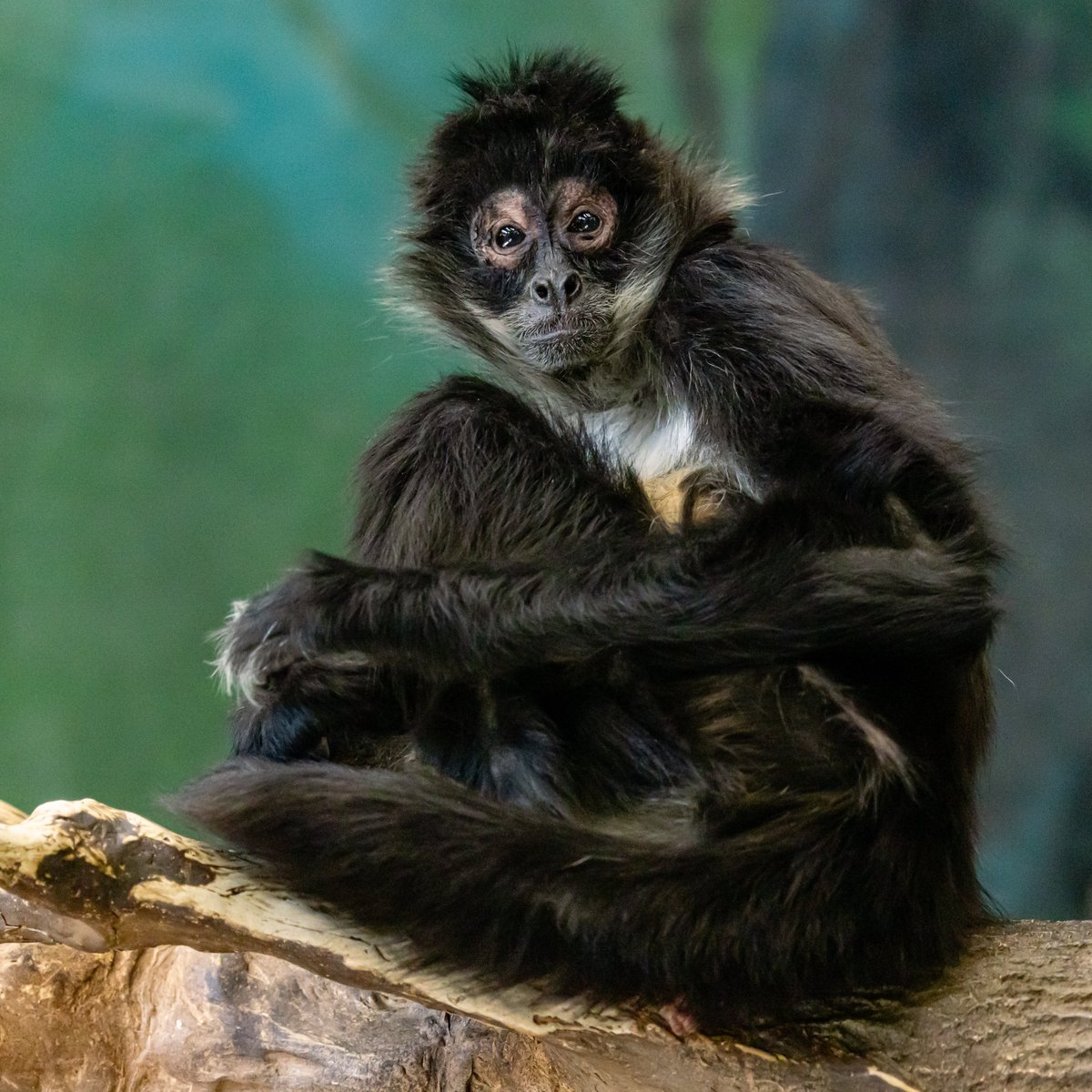 📣 Opening October 23 – NEW Small Animal Kingdom

The reimagined area will feature new homes for the sand cats, meerkats, Aldabra tortoise, and cotton-top tamarin. Also, enjoy up-close views of the spider monkeys, reptiles, and meet several new species arriving this fall.