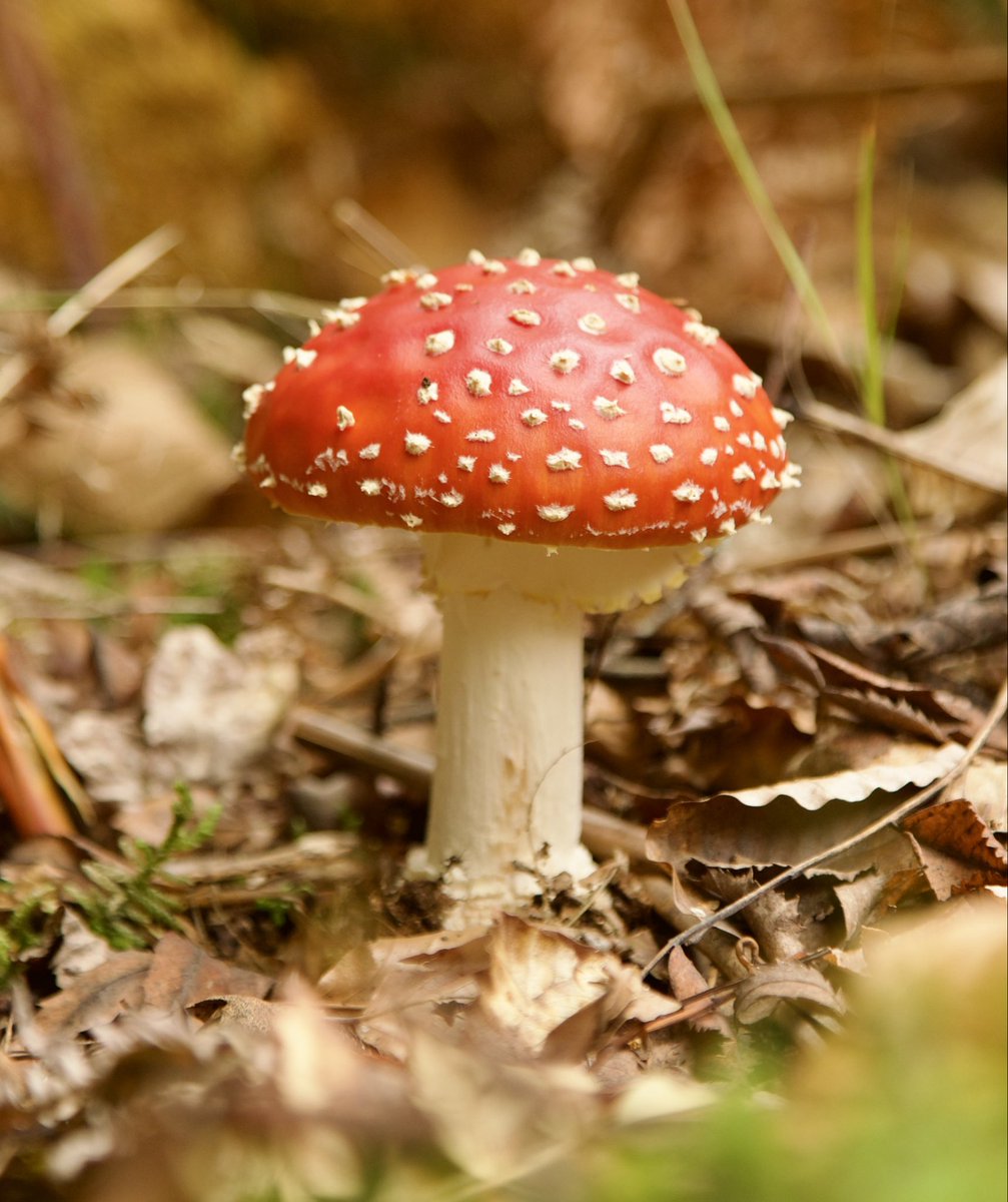 border70's tweet image. New Forest funghi.