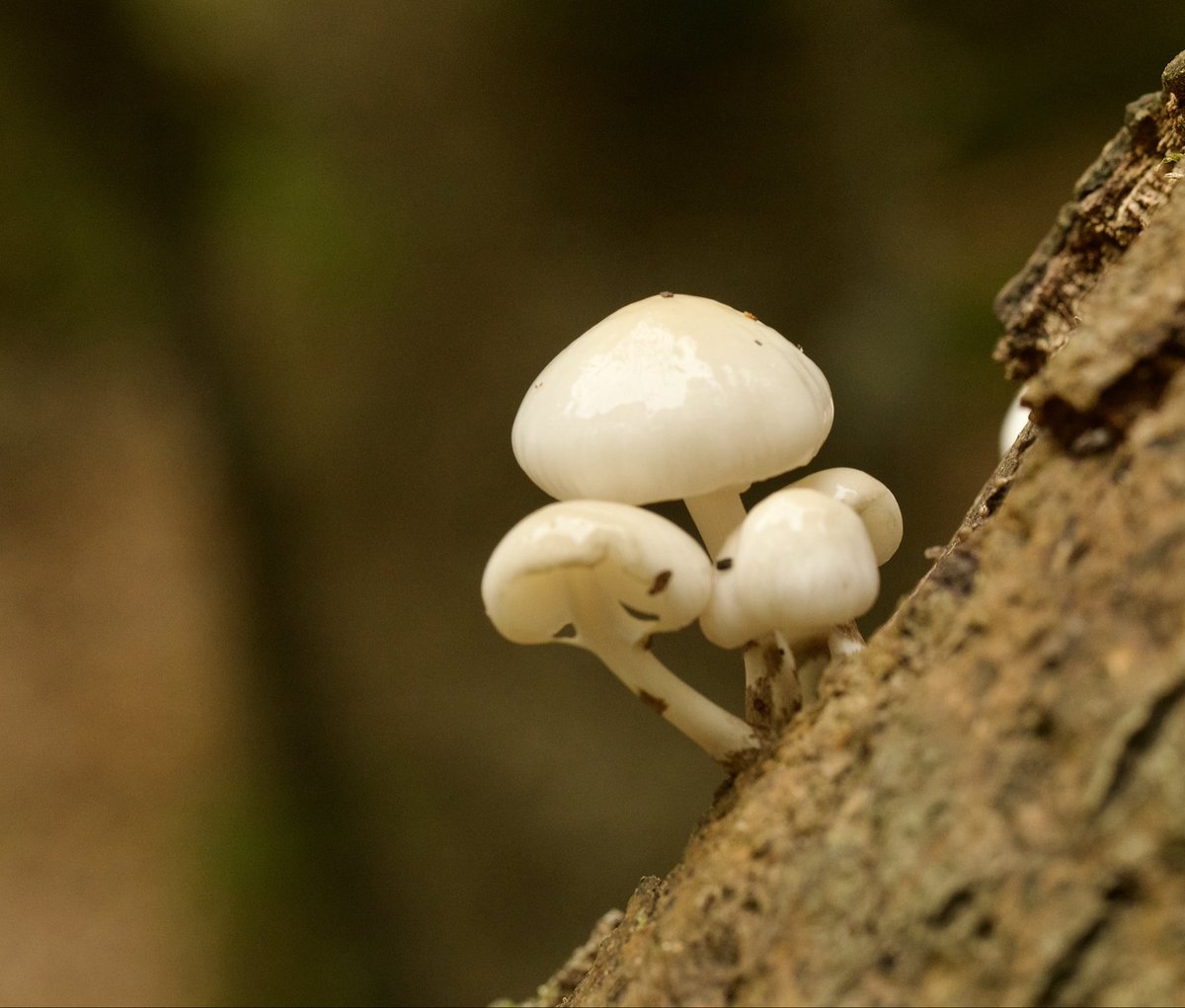 border70's tweet image. New Forest funghi.