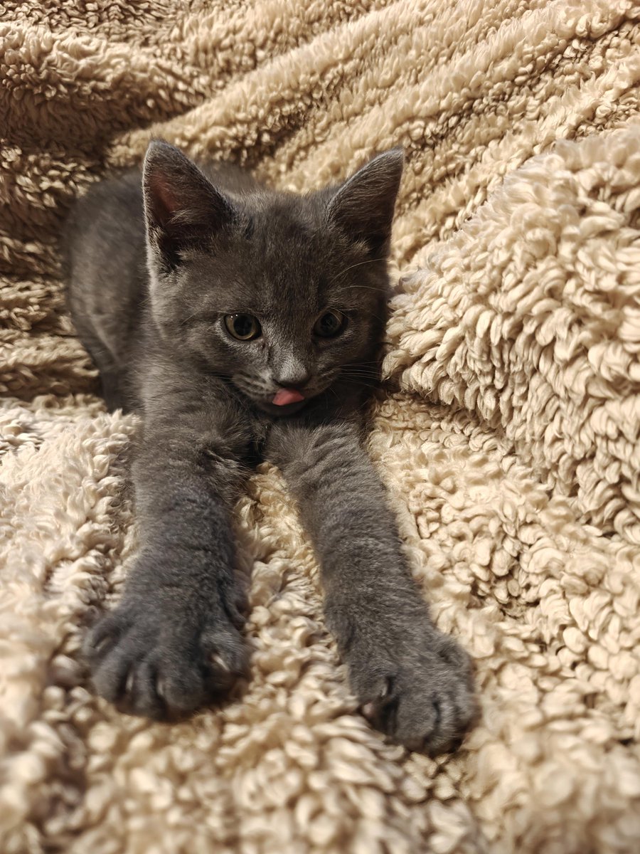 You need a little Squeak. #Cat