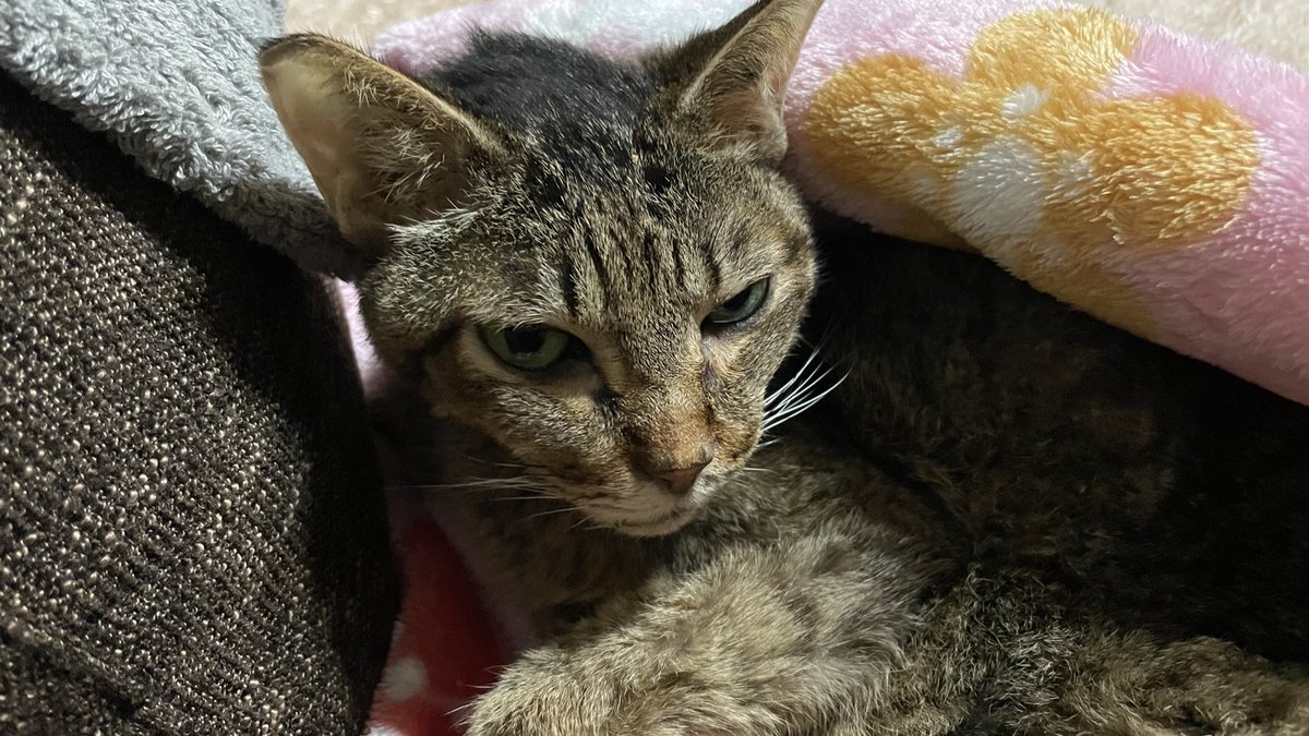 おはようございます
10月17日(金)

只今、kdフードとkd缶をお休み中の母猫さま

正式には今現在お気に召し慣れてきた他の種類のフードの中に、さりげな〜く5粒忍ばせてからの〜昨日からちゅ〜るをプラスです

先週から左を中心に免疫力が落ち涙が出たり鼻から出る血混じりの膿の症状で→
