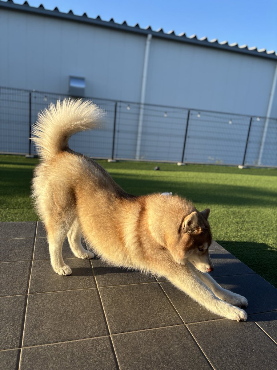 茶々丸チャチャチャ👐 (@chacha_maru1113) / Posts / X