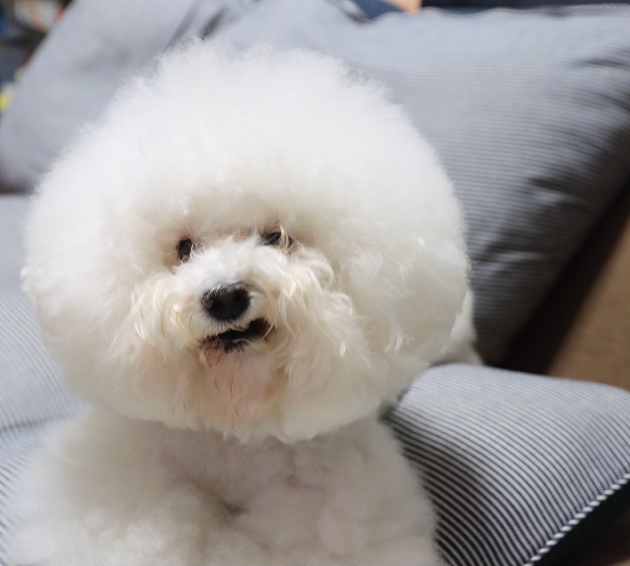 しらすさん専用 嶋治水産和歌山県産釜揚げしらす※ 70g – 成城石井.com