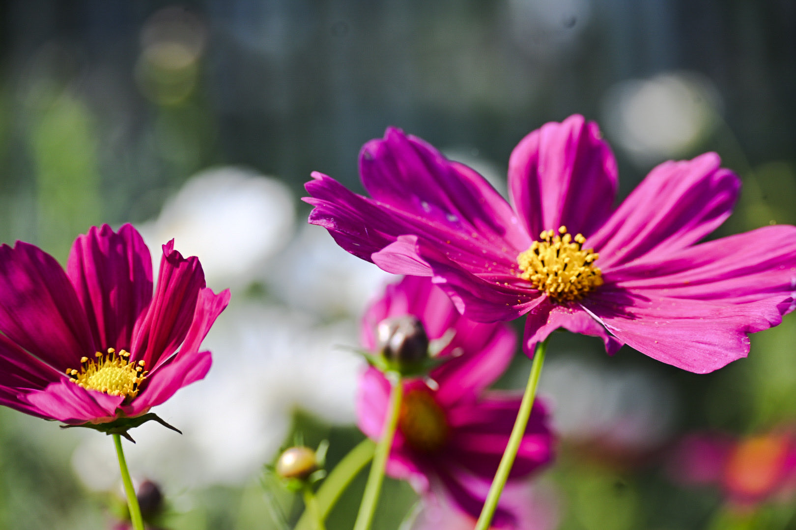 SAYUZO°✩.*˚ on X: 