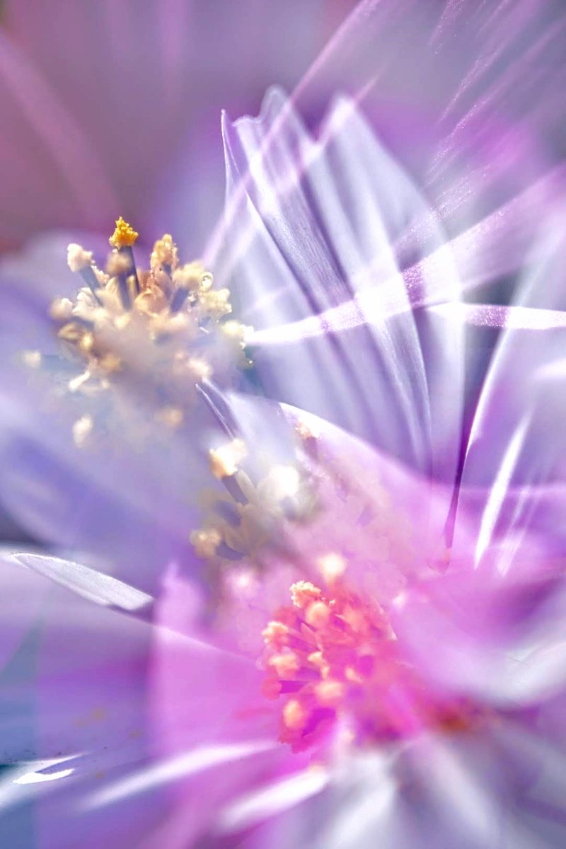 奏音 tweet media